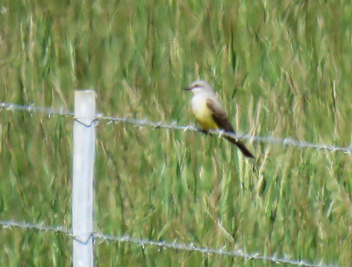 Western Kingbird - Hendrik Herlyn