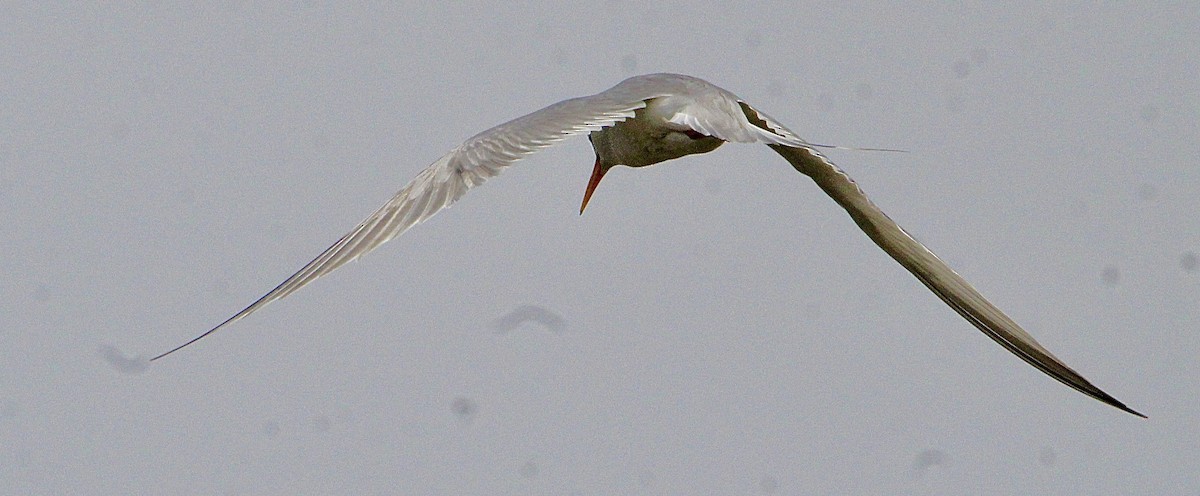 Least Tern - Ioa Byrne