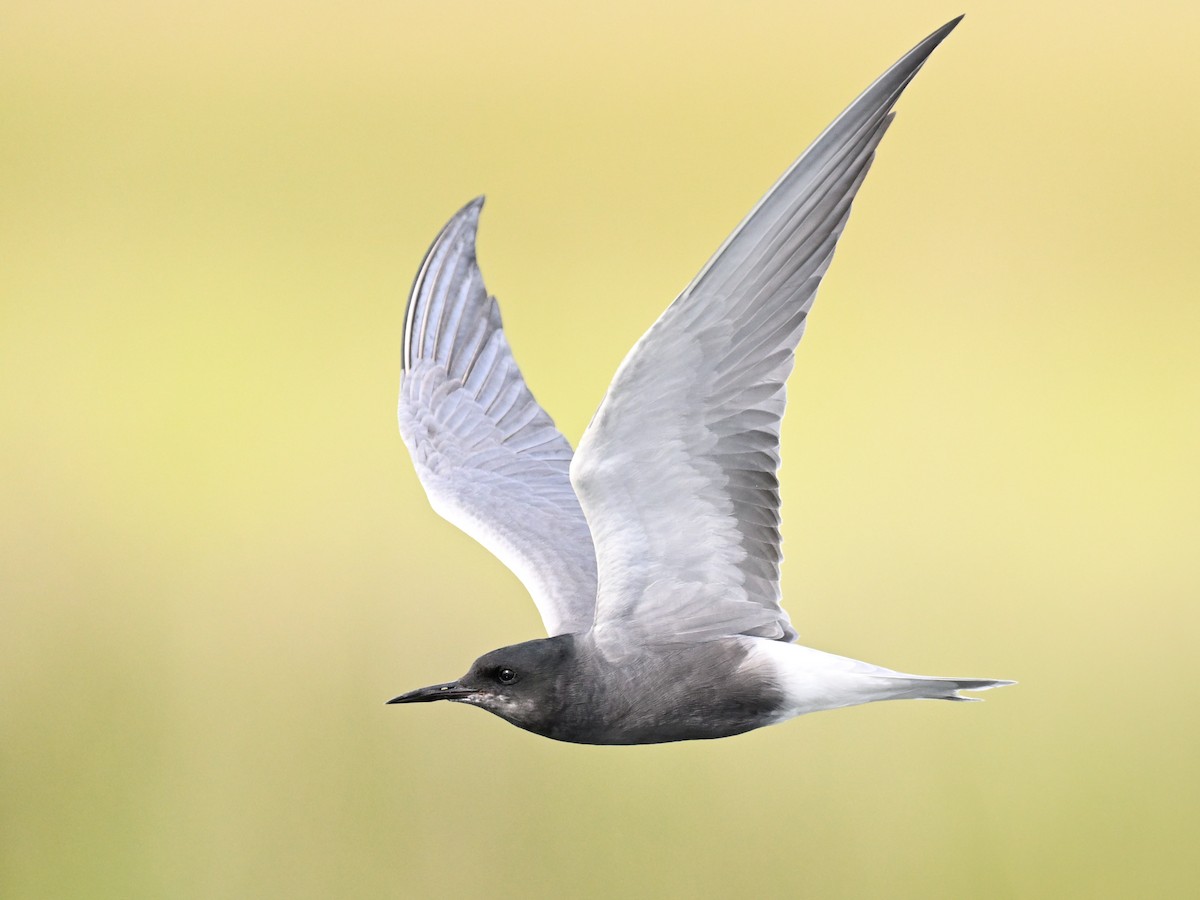 Black Tern - ML618778775