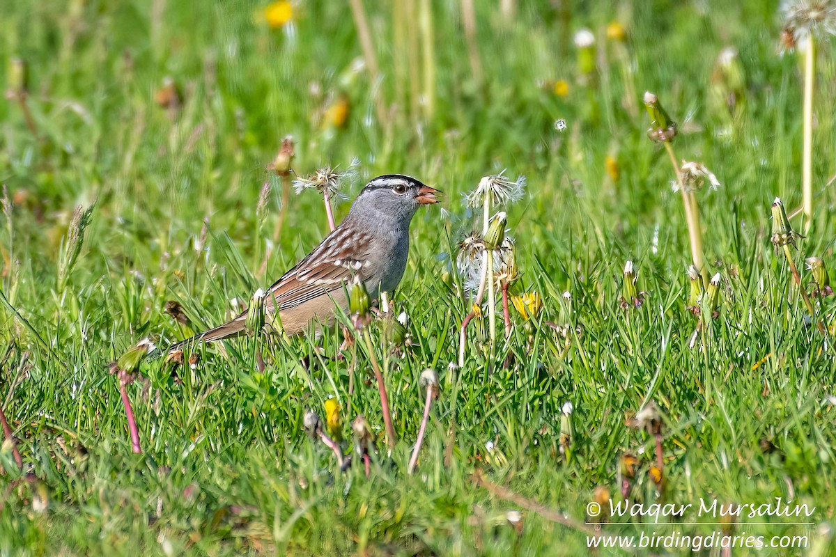 White-crowned Sparrow (Dark-lored) - Waqar Mursalin