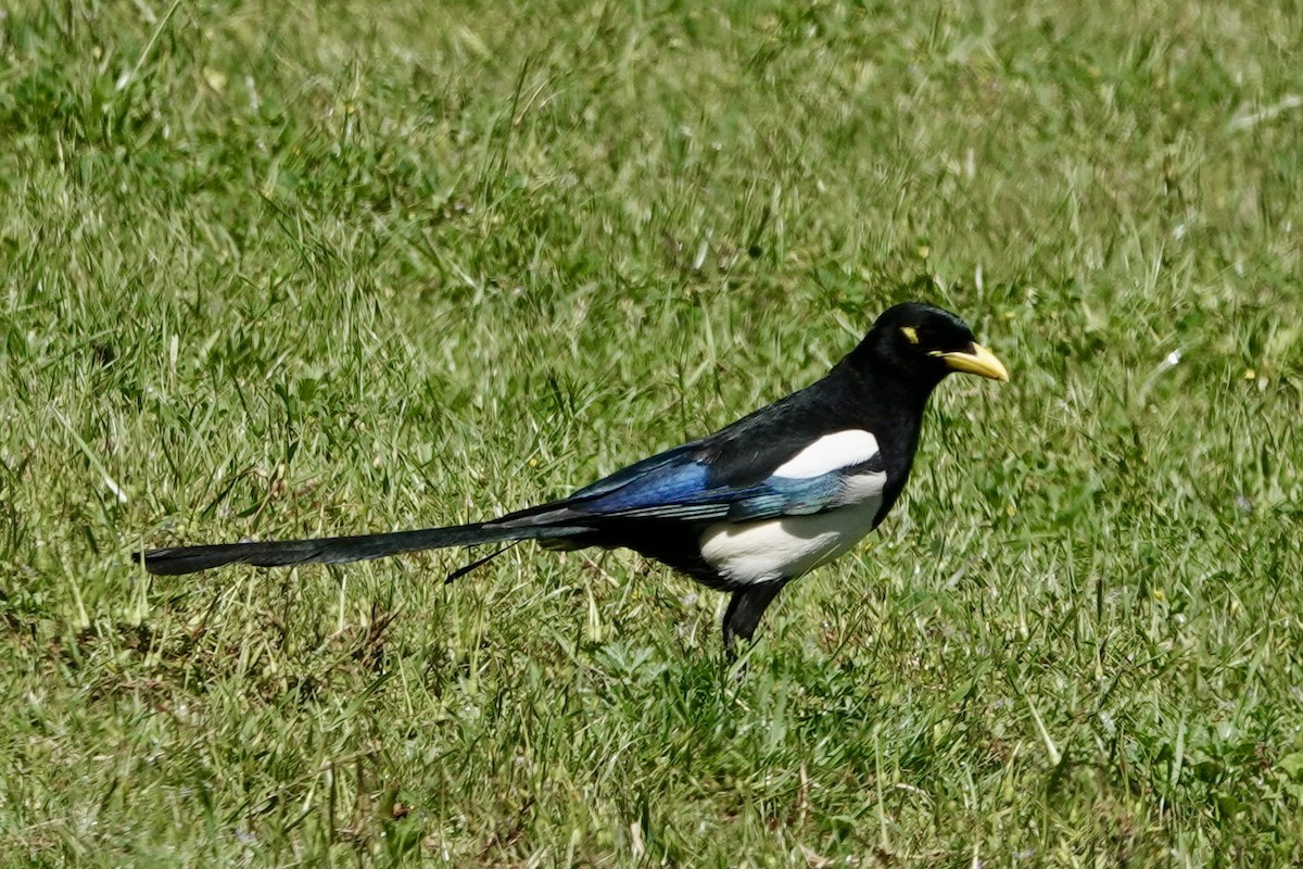 Yellow-billed Magpie - ML618778780