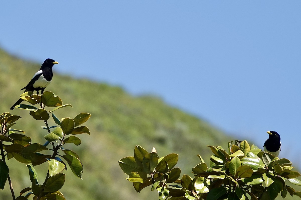 Yellow-billed Magpie - ML618778781