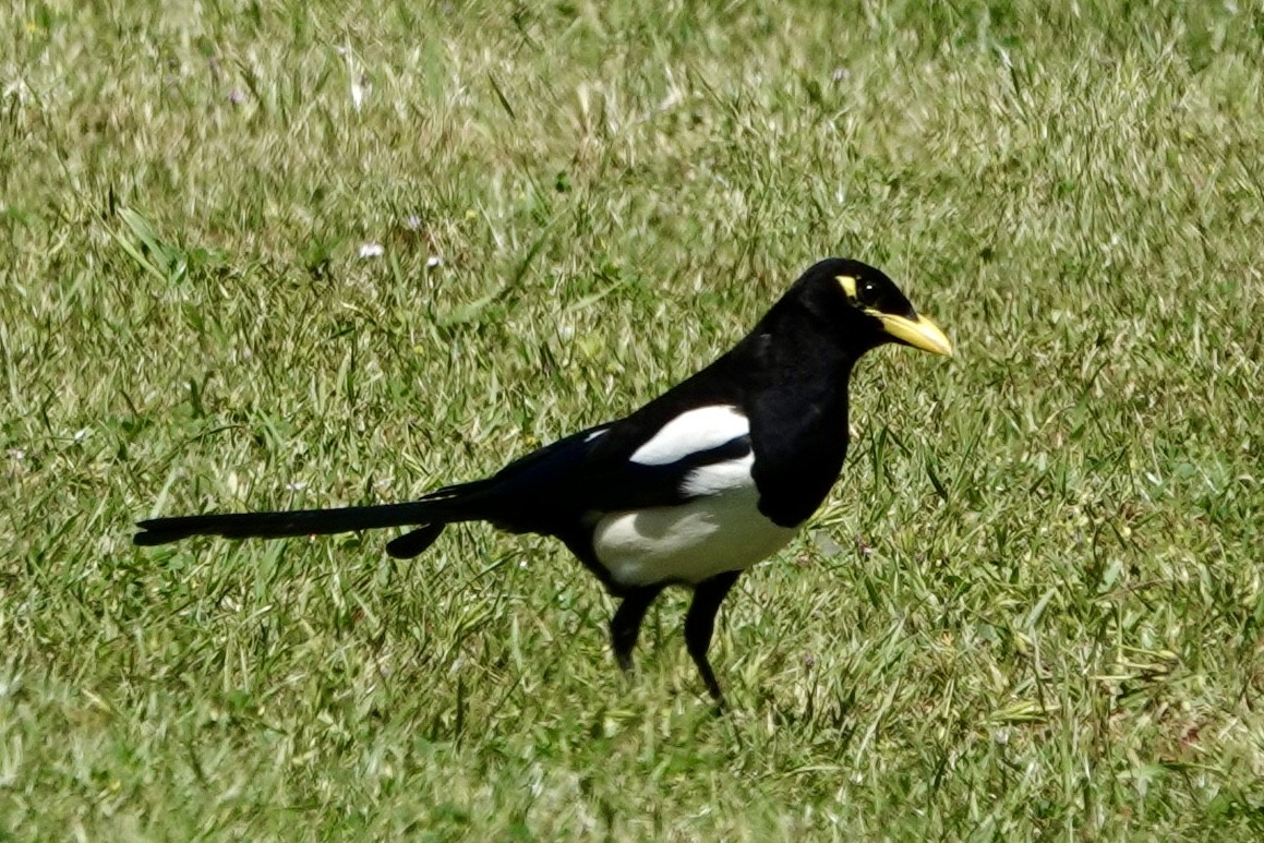 Yellow-billed Magpie - ML618778782