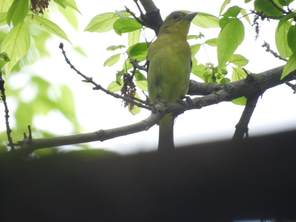 Scarlet Tanager - Rich Ziegler