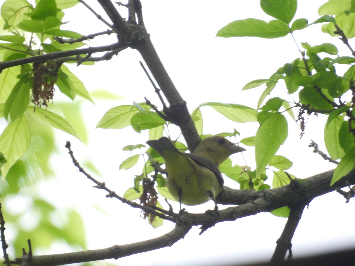 Scarlet Tanager - Rich Ziegler