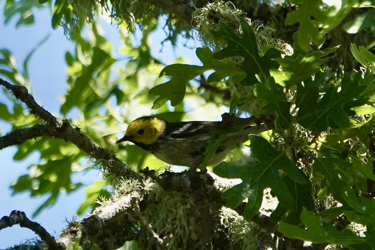 Hermit Warbler - ML618778797