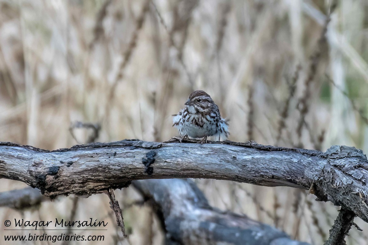 Song Sparrow (melodia/atlantica) - Waqar Mursalin