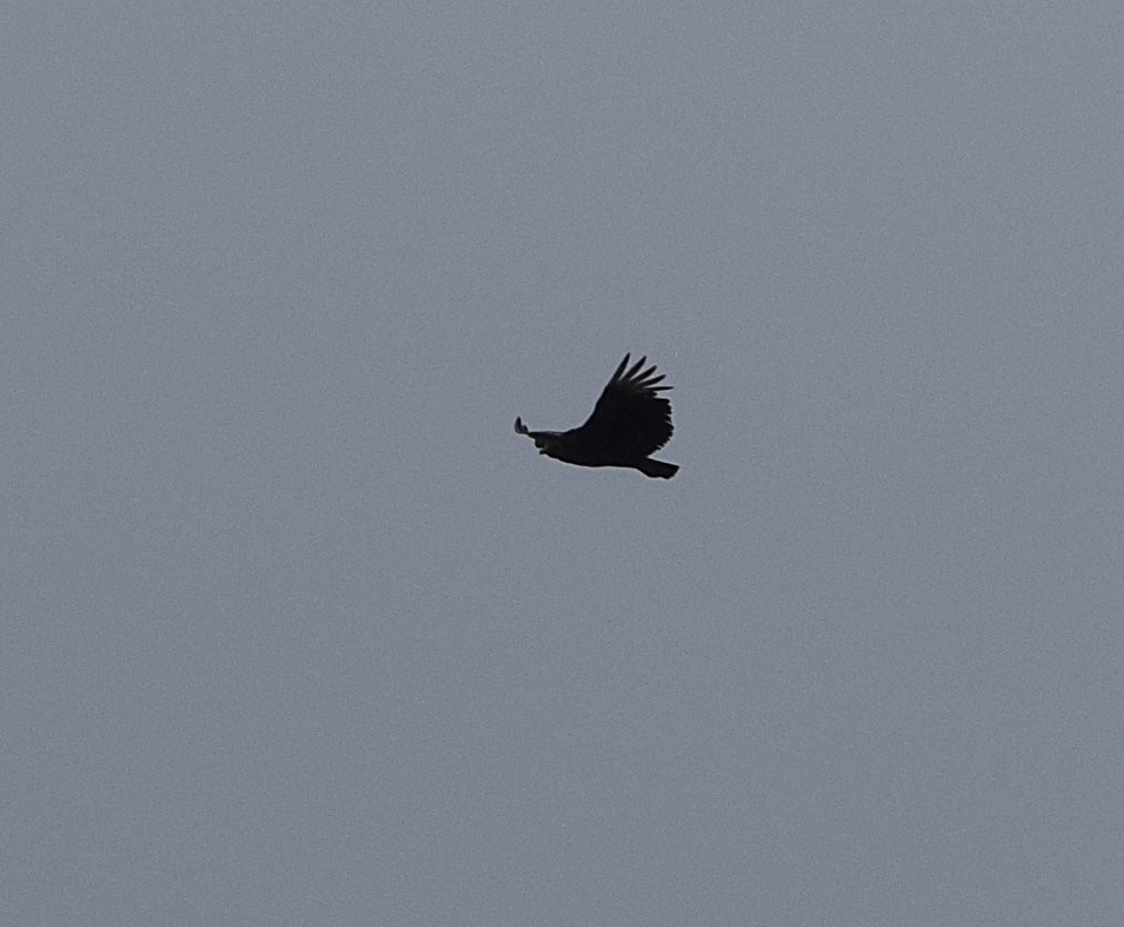 Black Vulture - ML618778803