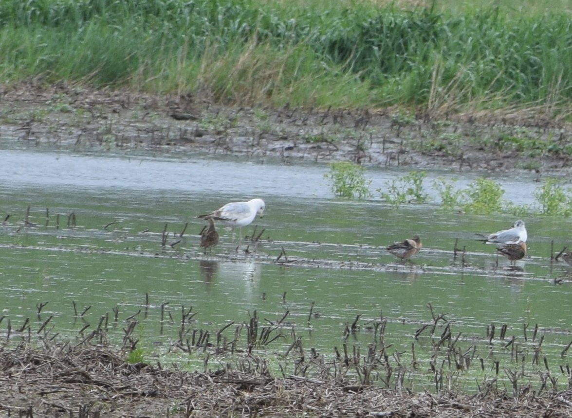 Ring-billed Gull - Constanza Ehrenhaus