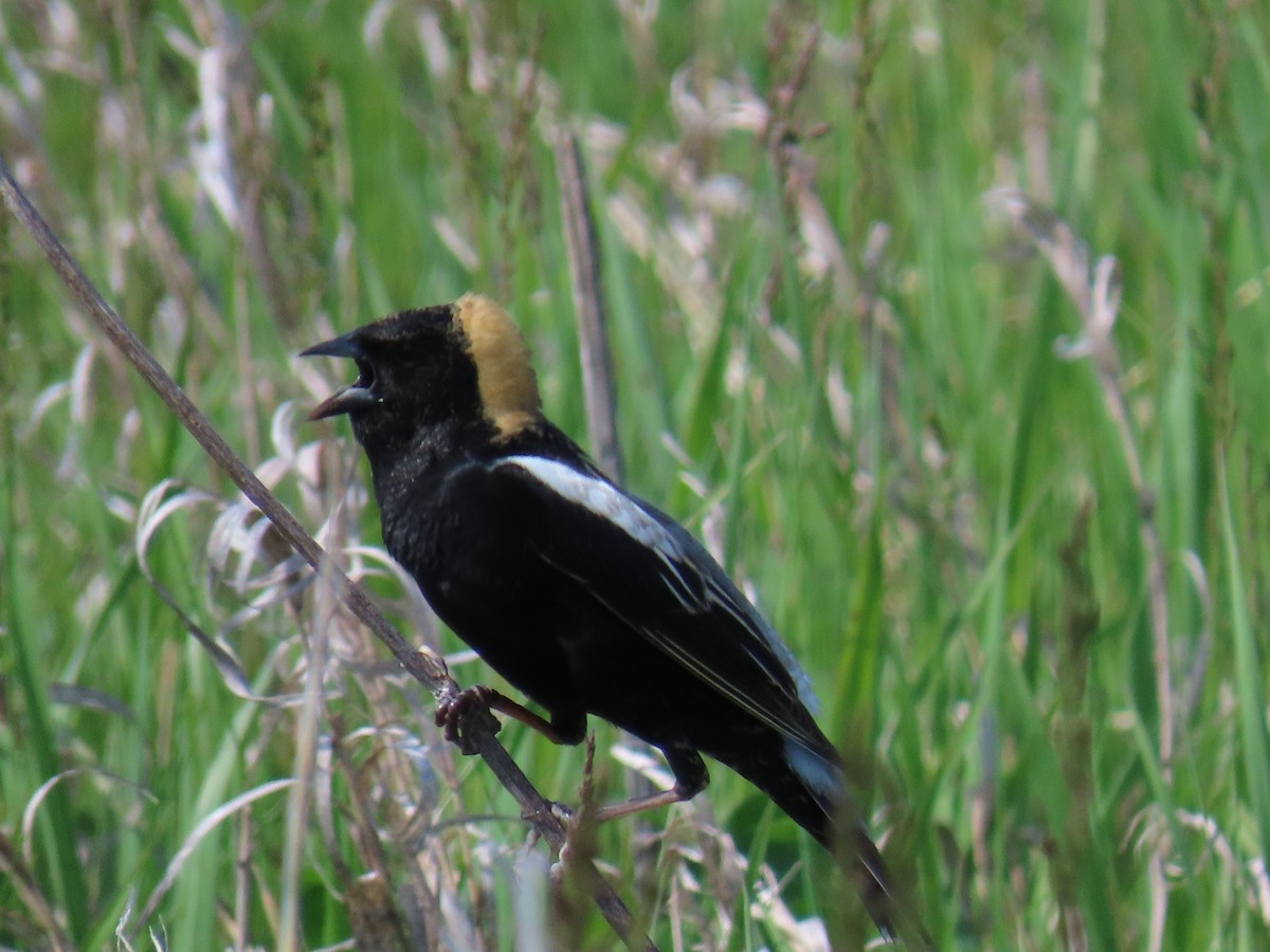 Bobolink - ML618778811