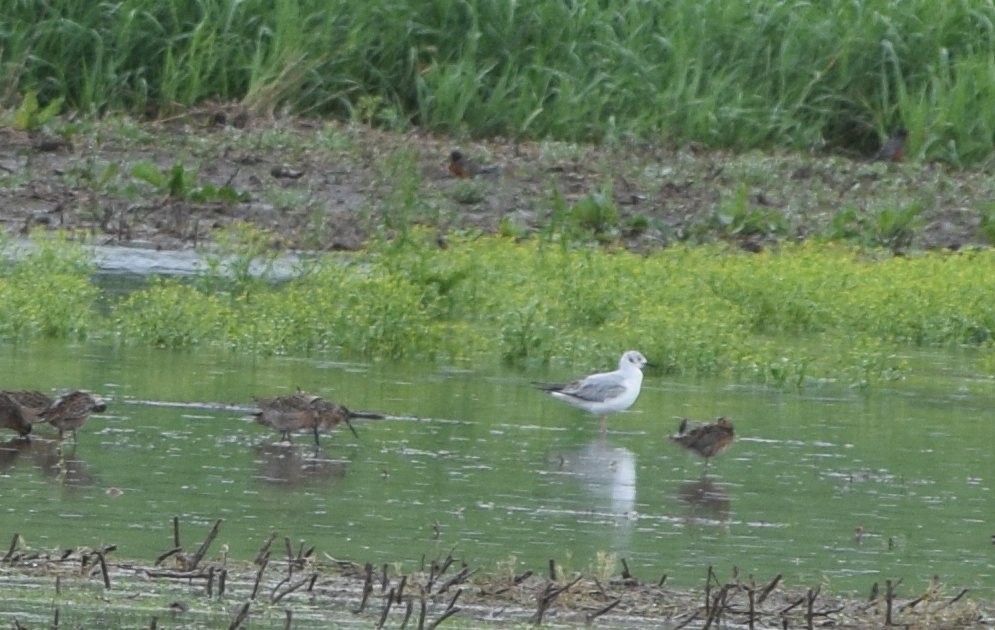 Short-billed Dowitcher - ML618778825