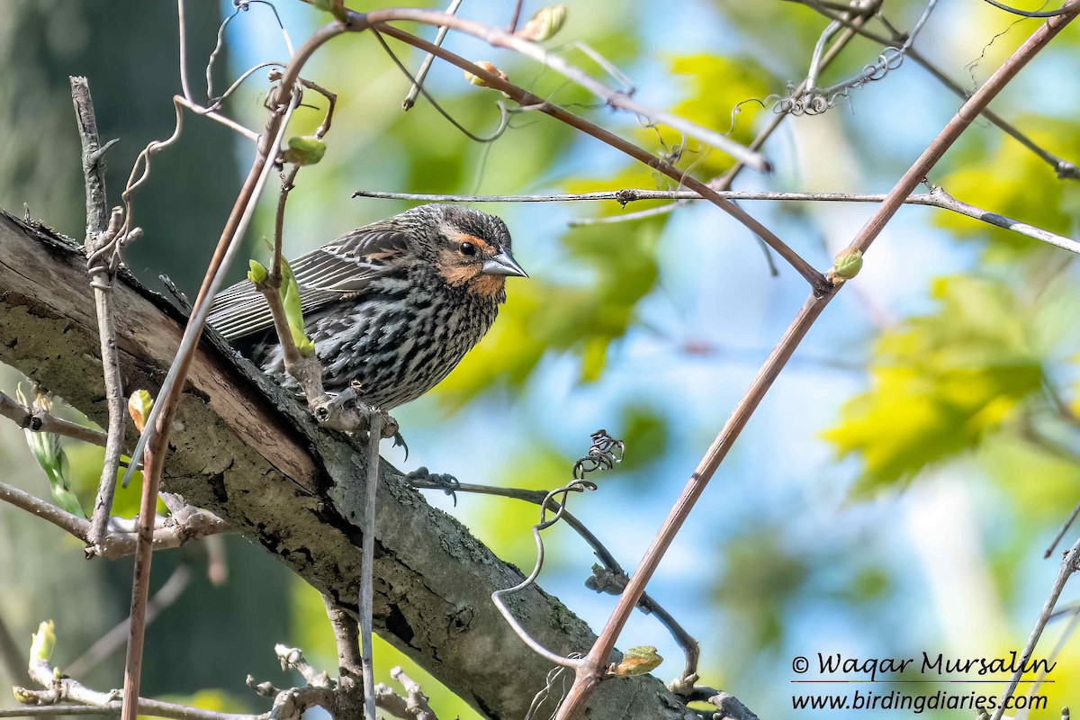 Red-winged Blackbird - Waqar Mursalin