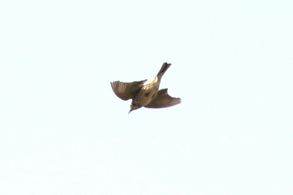 Meadow Pipit - Jan Roedolf