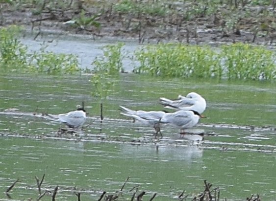Common Tern - Constanza Ehrenhaus