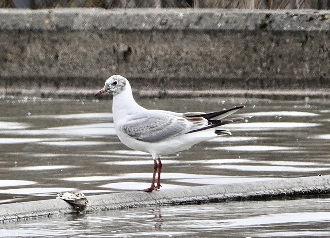 Black-headed Gull - ML618778839