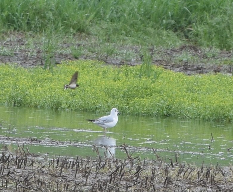 Bonaparte's Gull - Constanza Ehrenhaus