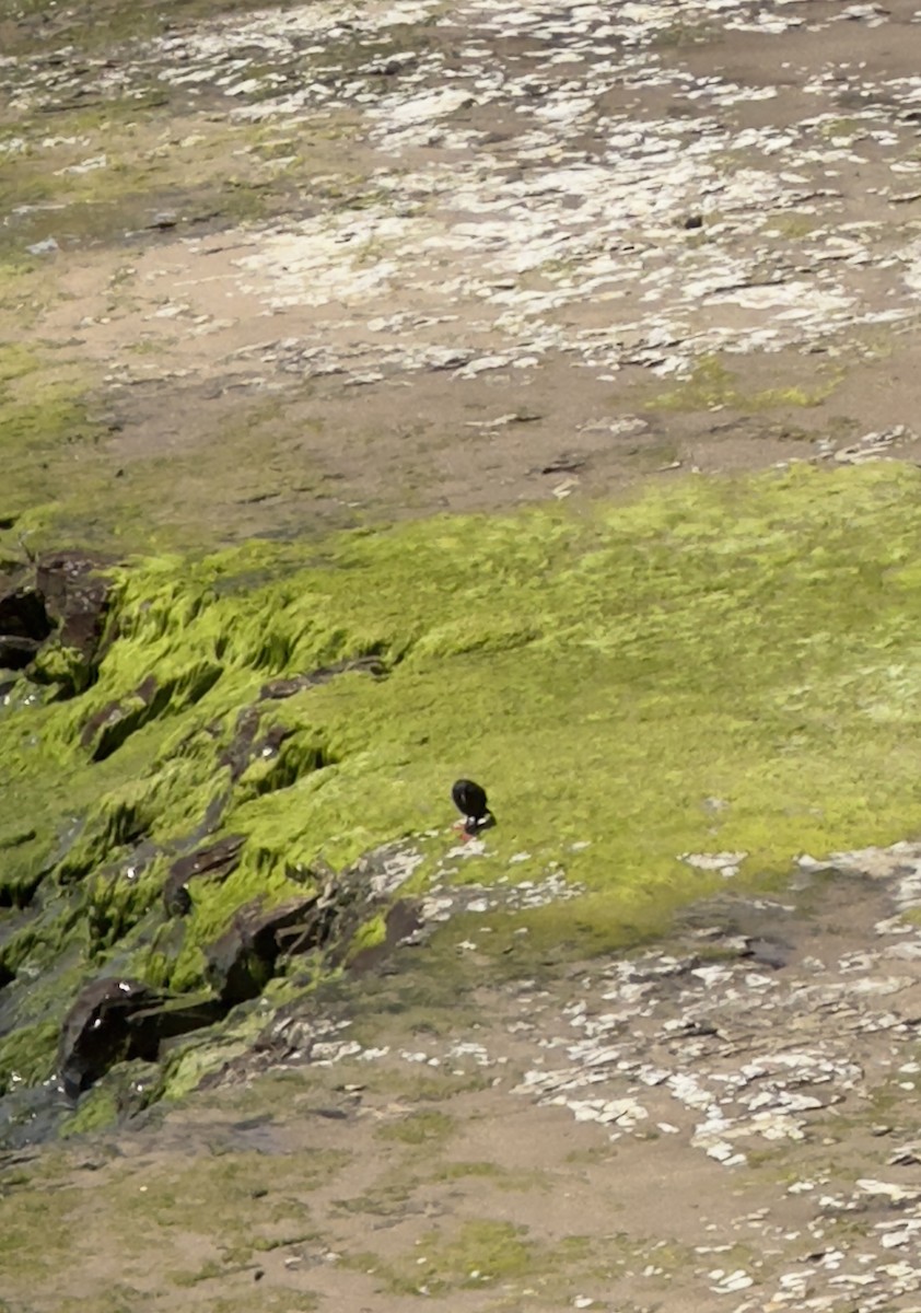 Pigeon Guillemot - Mason Healy