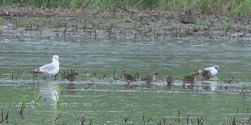 Short-billed Dowitcher - Constanza Ehrenhaus