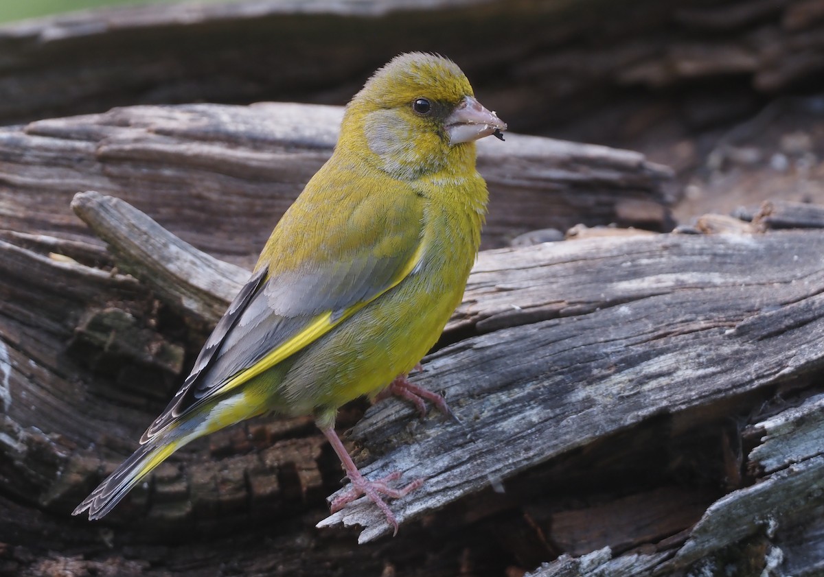 European Greenfinch - Stephan Lorenz