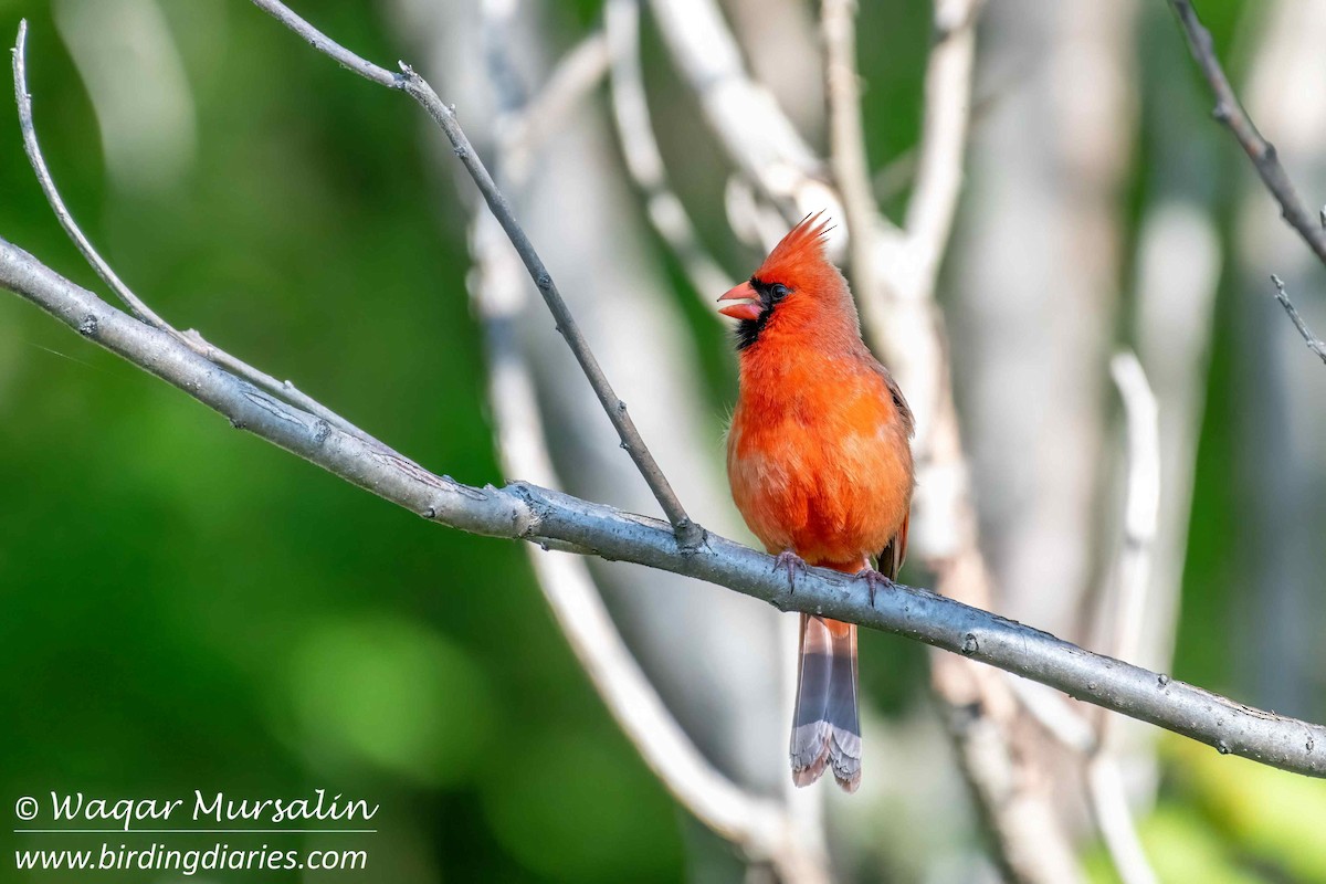 Cardinal rouge - ML618778898