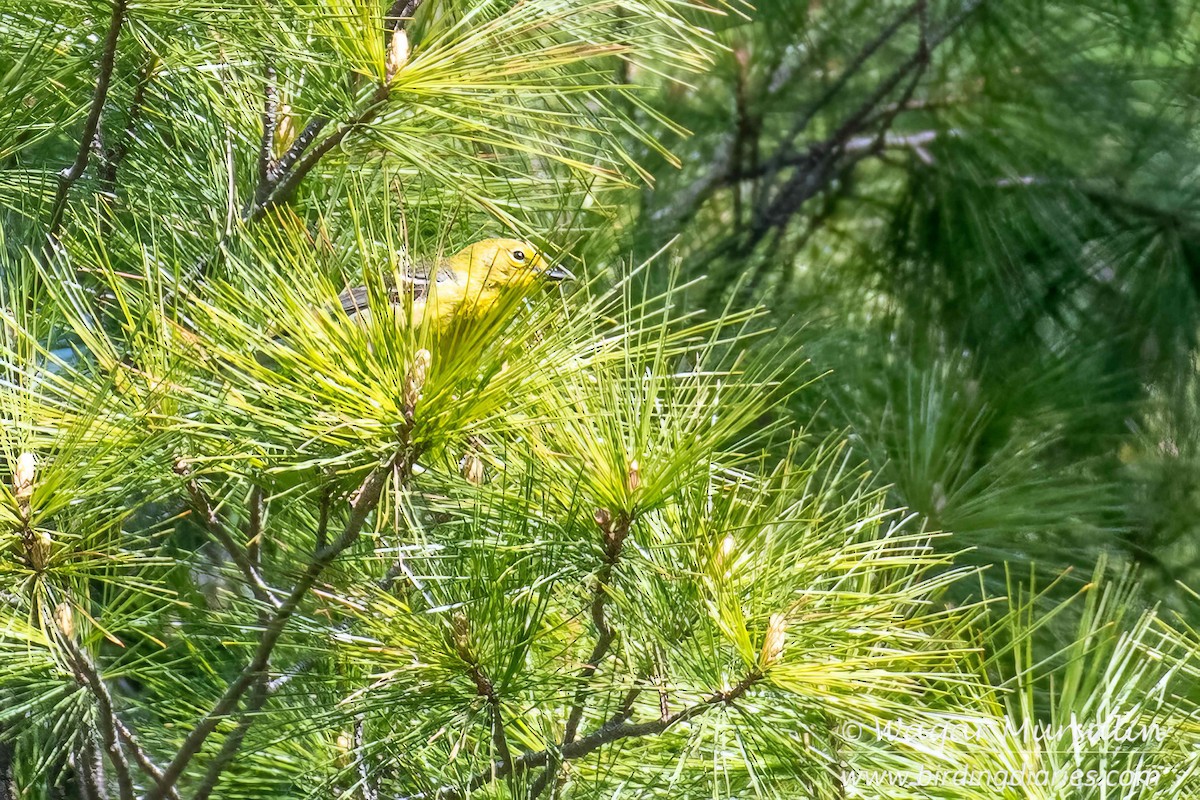 Pine Warbler - ML618778906