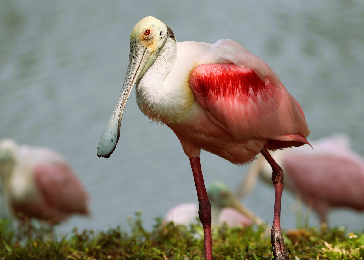 Roseate Spoonbill - ML618778925