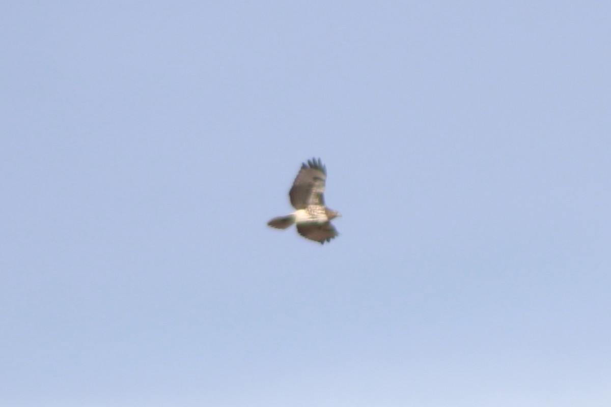 Red-tailed Hawk (calurus/alascensis) - Sean Cozart