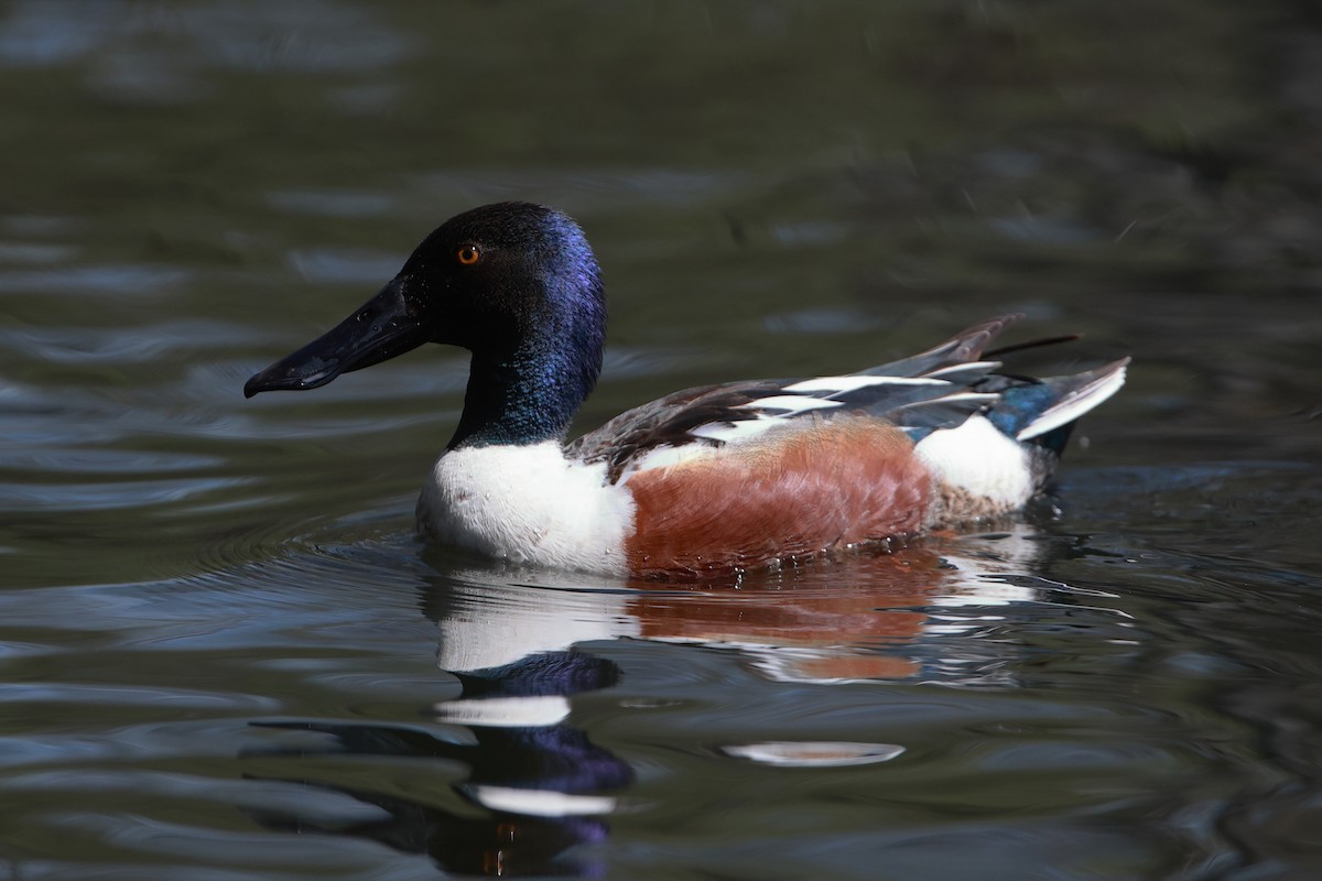 Northern Shoveler - Gang Wu