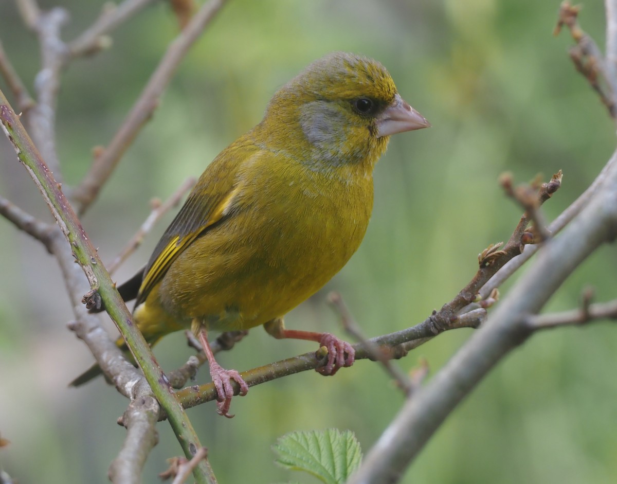 European Greenfinch - Stephan Lorenz