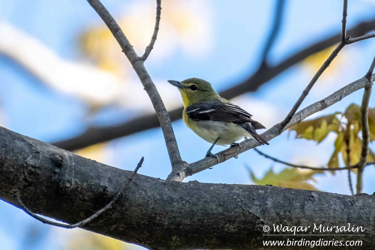 Yellow-throated Vireo - Waqar Mursalin