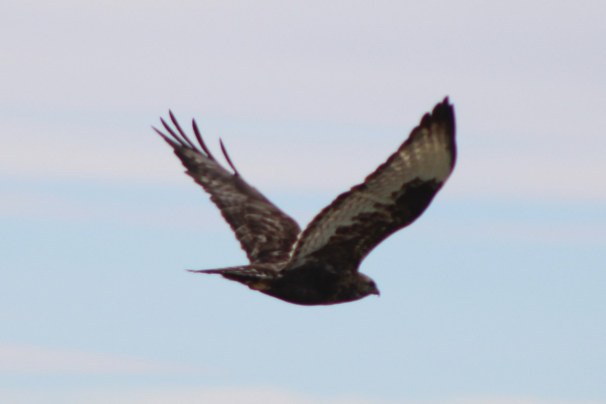 Rough-legged Hawk - Sean Cozart