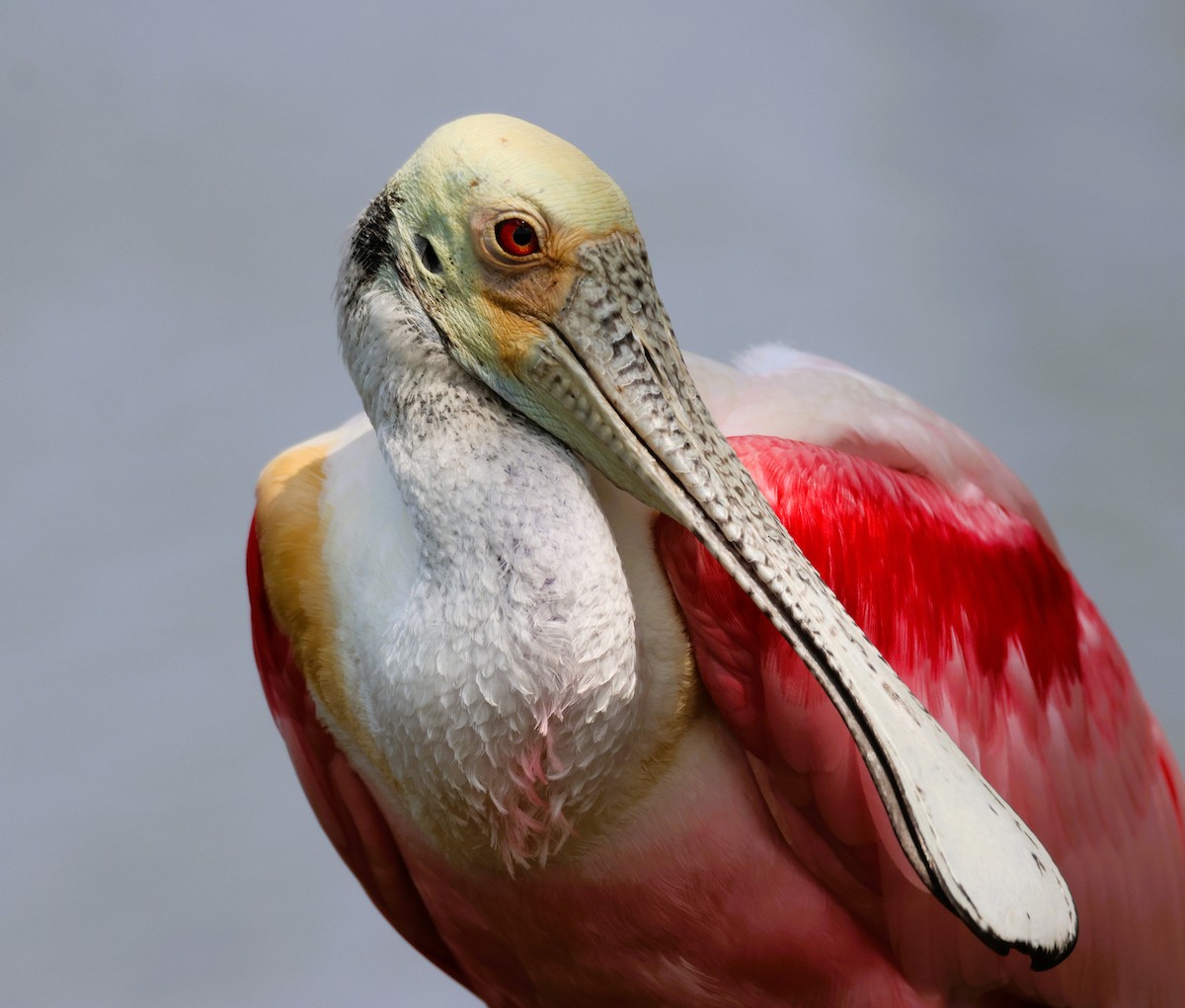 Roseate Spoonbill - Anne Ruben