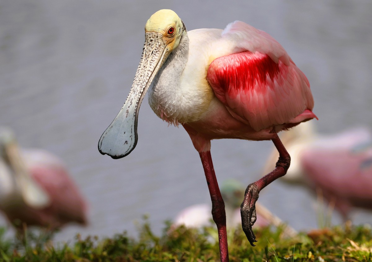 Roseate Spoonbill - ML618778988