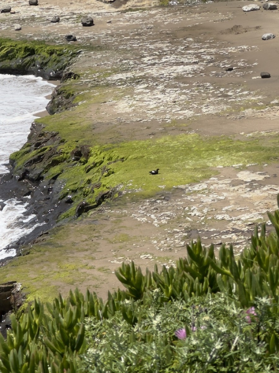 Pigeon Guillemot - ML618778993