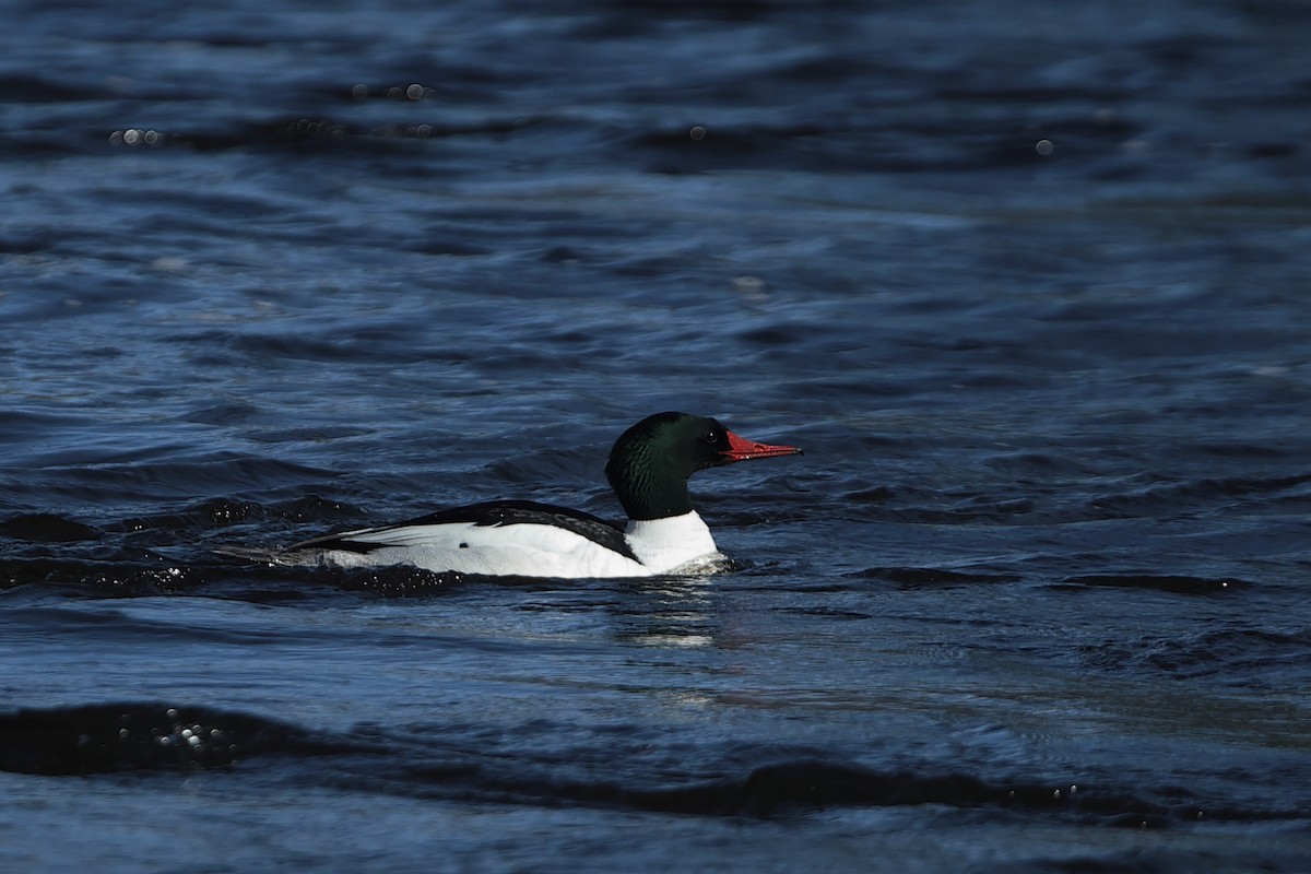 Common Merganser - Gang Wu