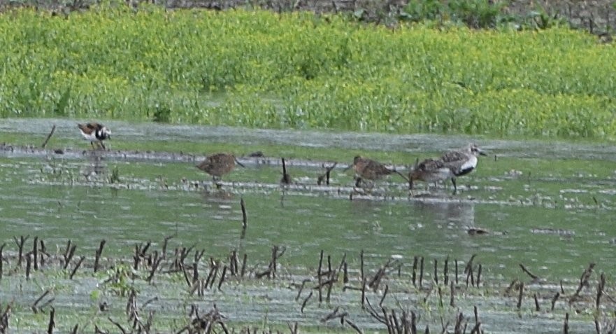 Short-billed Dowitcher - ML618778996