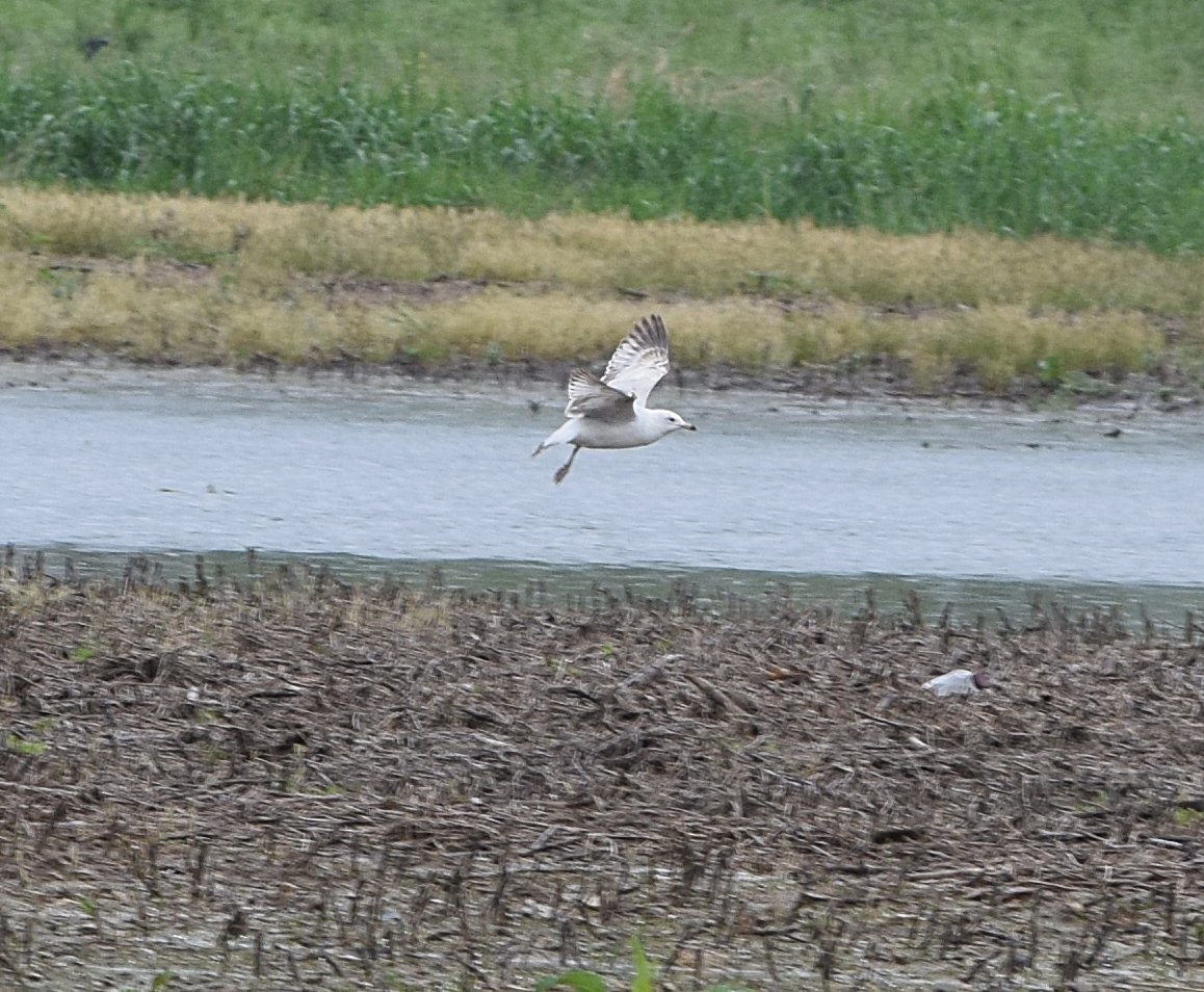 Ring-billed Gull - Constanza Ehrenhaus