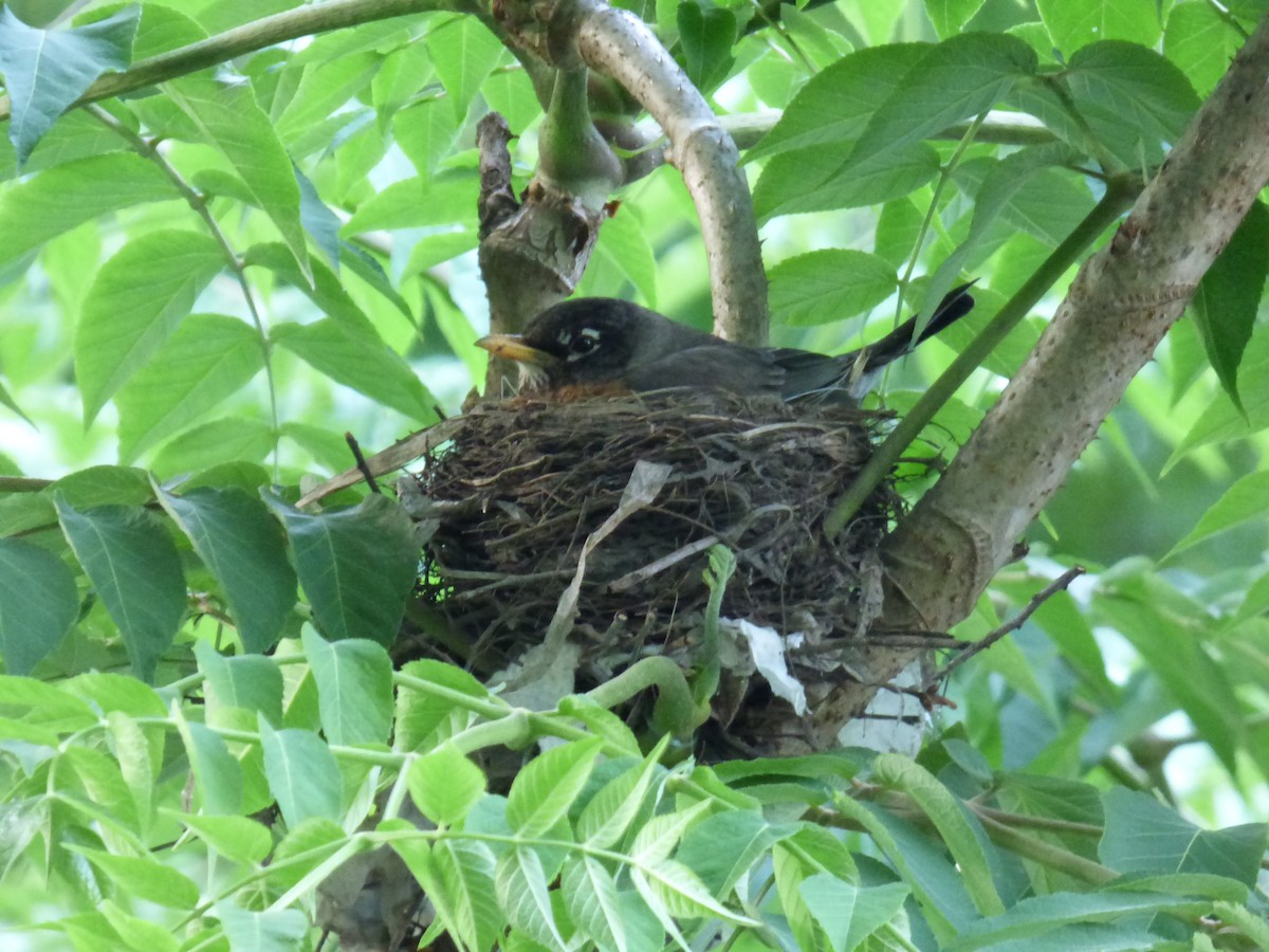 American Robin - Karina Ramkalawan