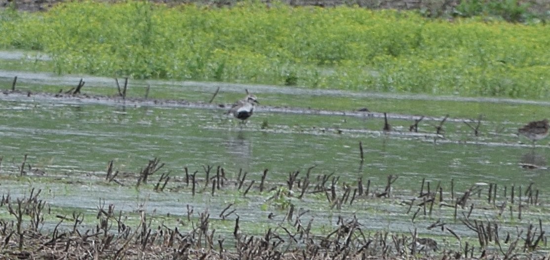 Black-bellied Plover - Constanza Ehrenhaus