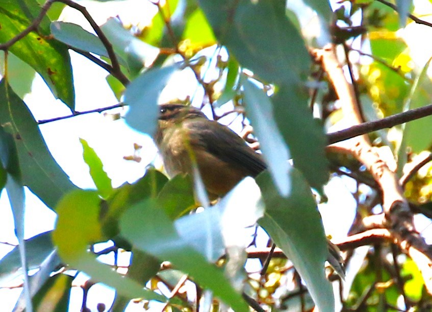 Brown-headed Honeyeater - sean clancy