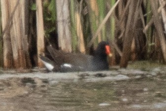 Common Gallinule - ML618779043