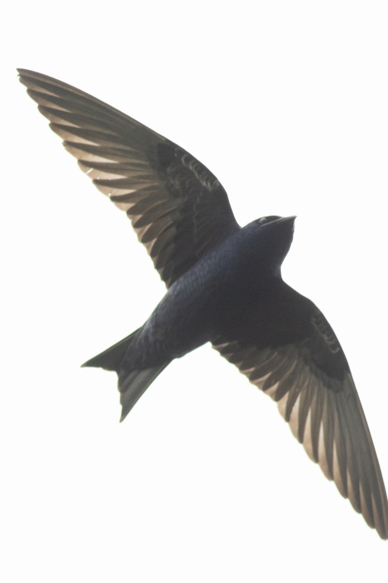 Purple Martin - David Brown