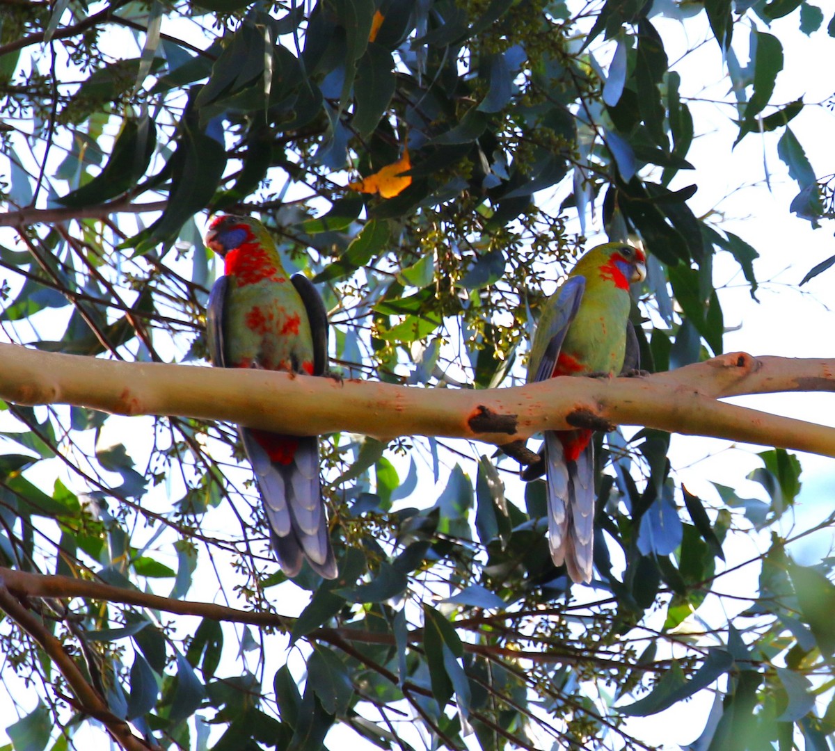 Crimson Rosella - sean clancy