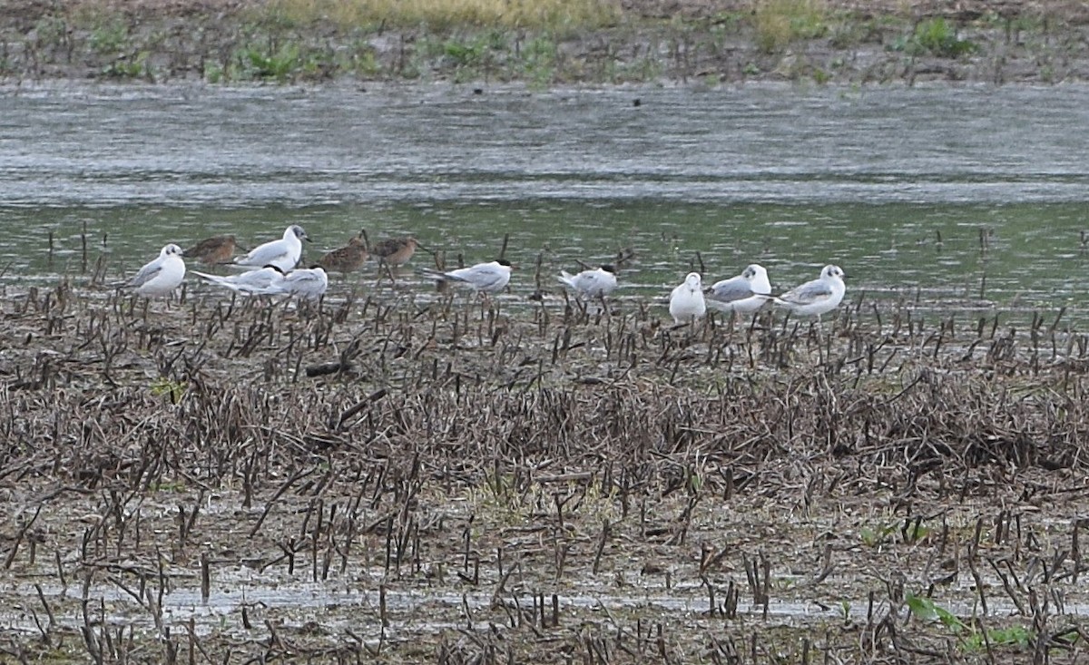 Common Tern - ML618779088