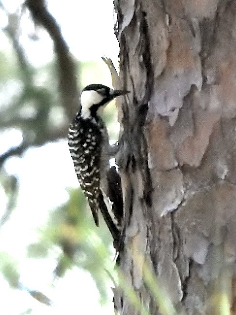 Red-cockaded Woodpecker - Steven Albert