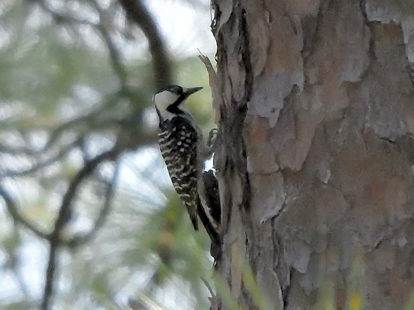 Red-cockaded Woodpecker - Steven Albert