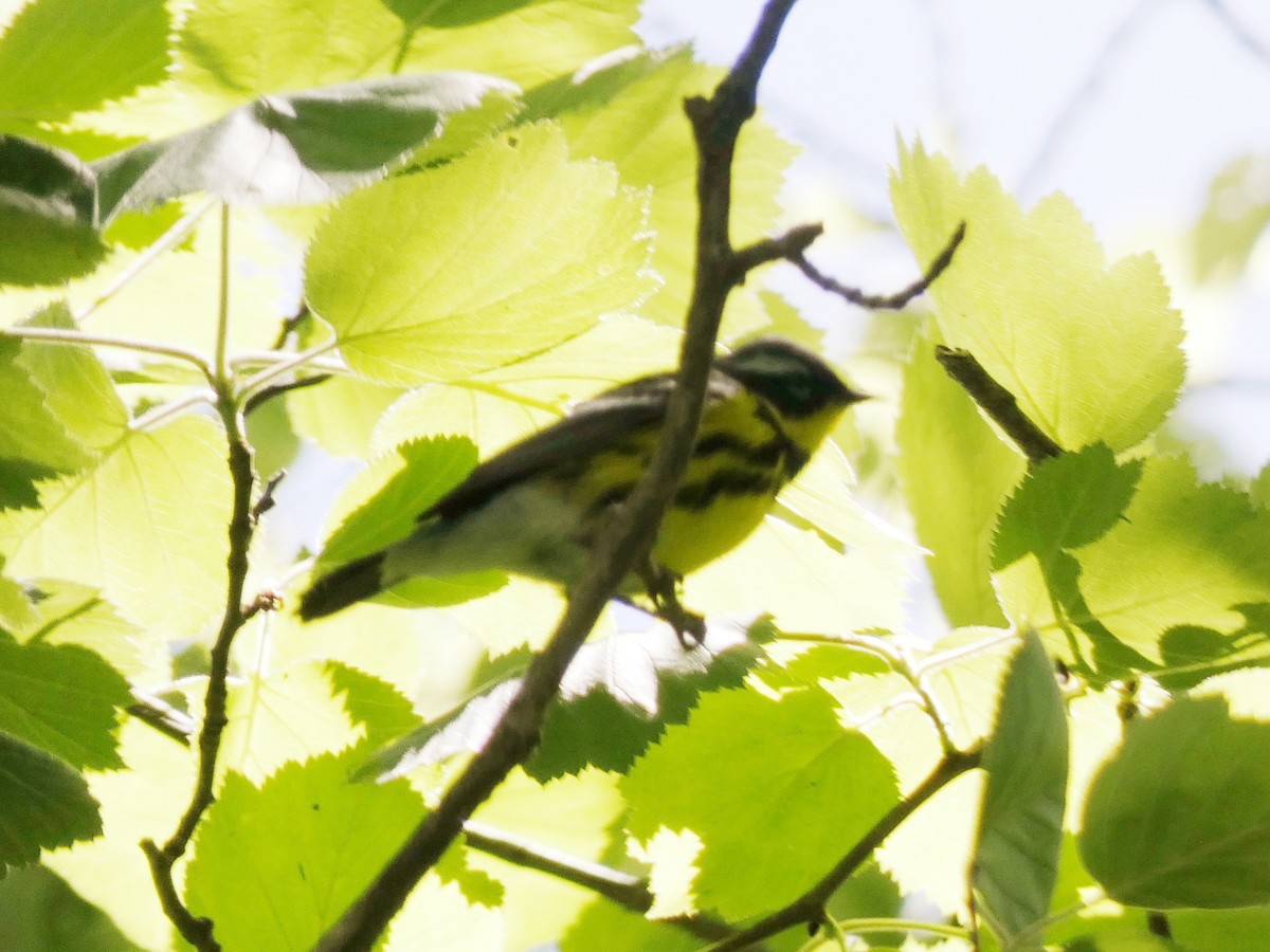 Magnolia Warbler - ML618779101