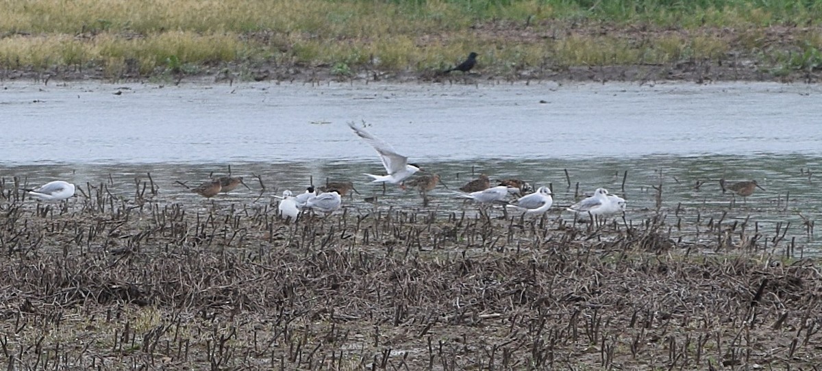 Short-billed Dowitcher - Constanza Ehrenhaus