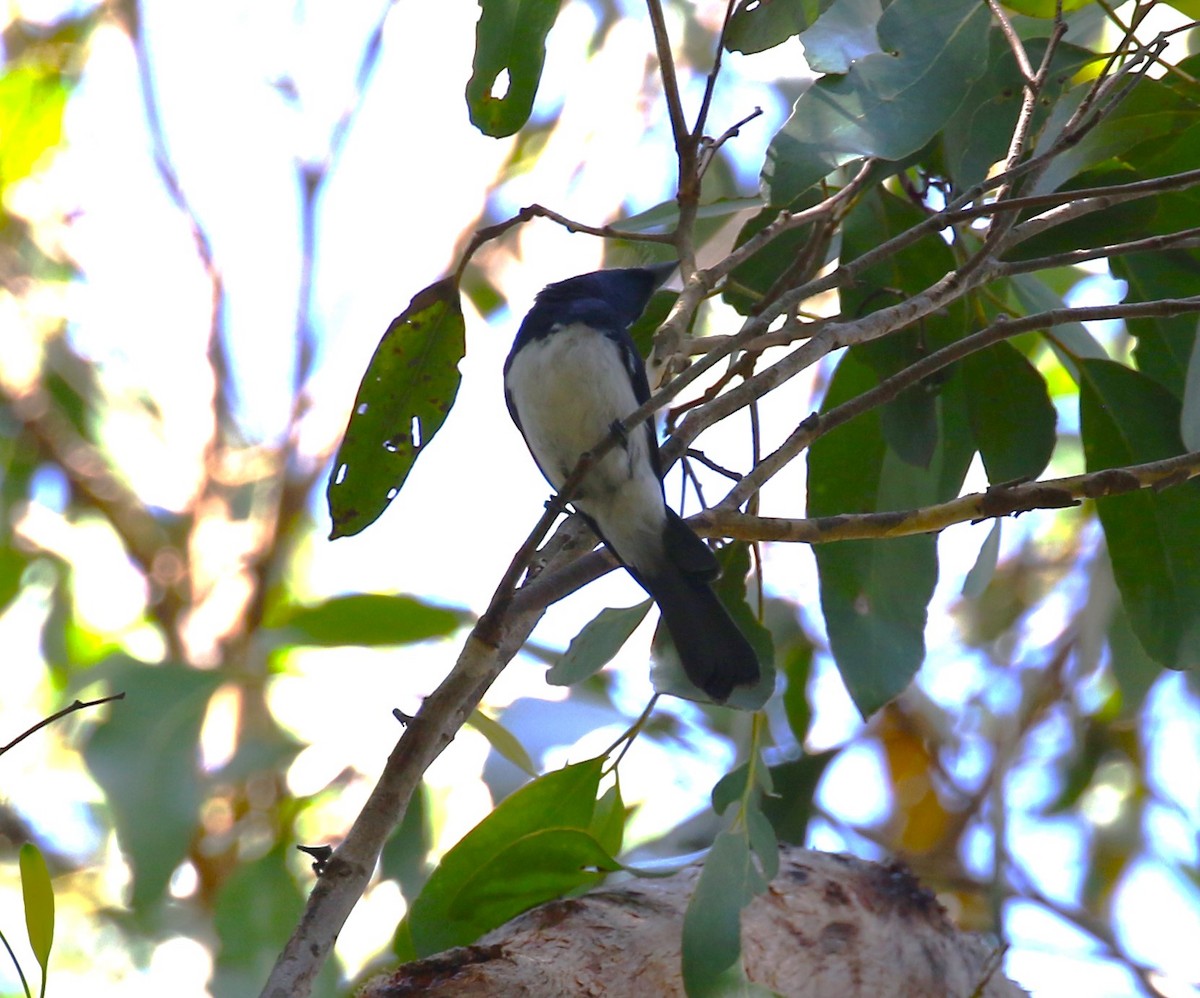 Satin Flycatcher - ML618779110