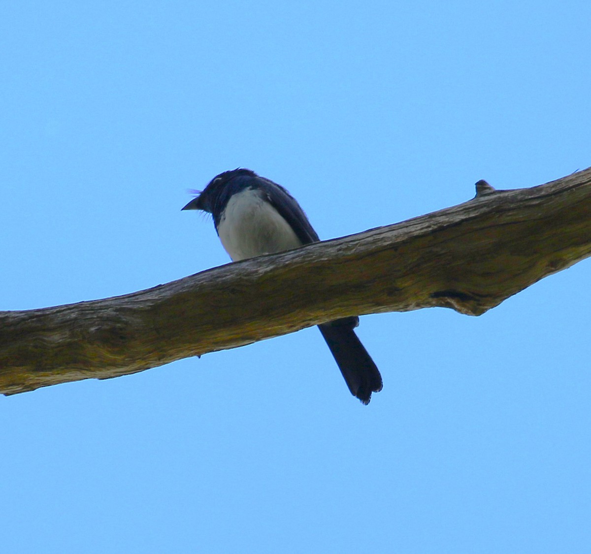 Satin Flycatcher - ML618779111